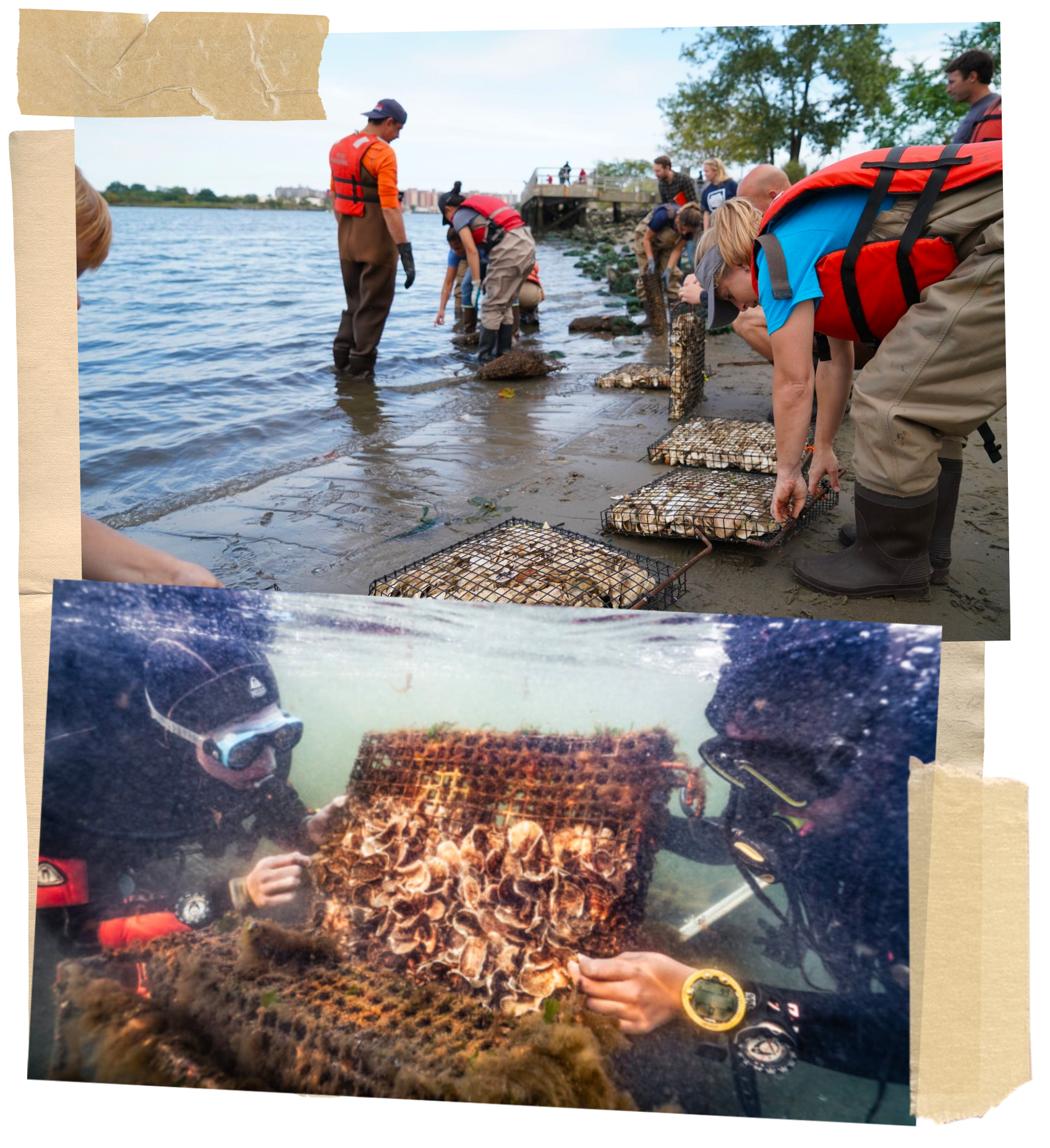 Photos of the Billion Oyster Project volunteers arranging oysters