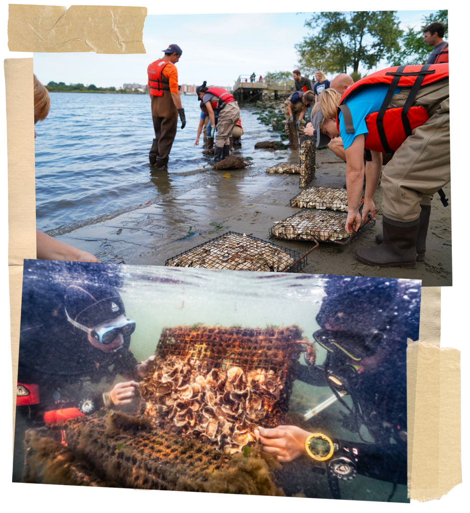 Photos of the Billion Oyster Project volunteers arranging oysters
