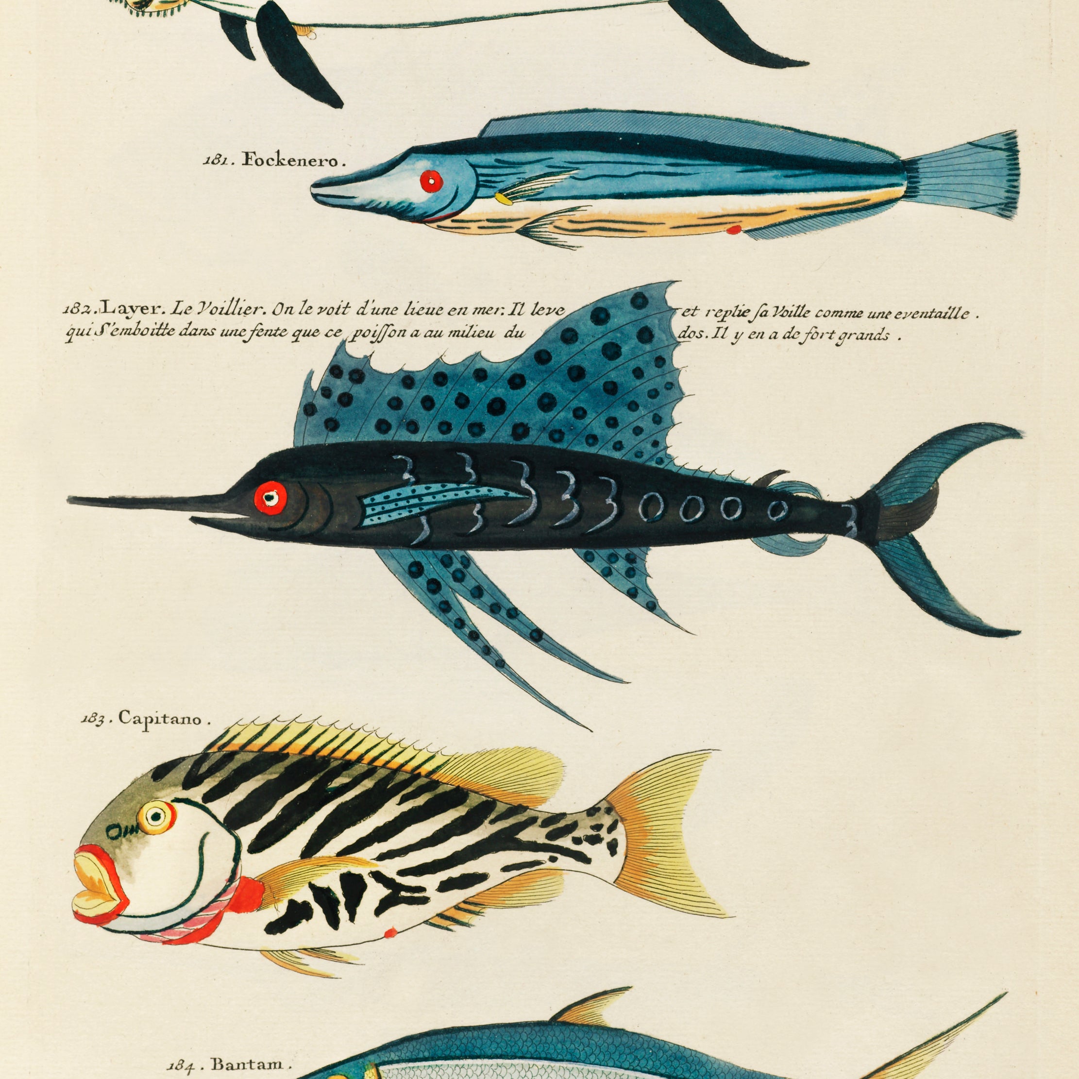 'Tour de Fish' Cabana